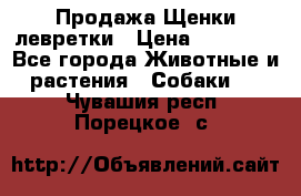 Продажа Щенки левретки › Цена ­ 40 000 - Все города Животные и растения » Собаки   . Чувашия респ.,Порецкое. с.